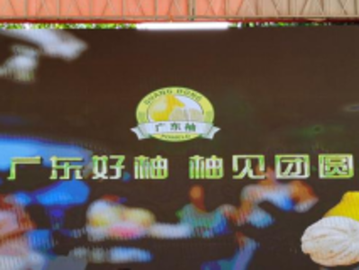甜蜜启航！2021广东梅州柚·大埔蜜柚正式开采