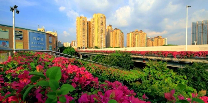  深圳现7万米超长花带