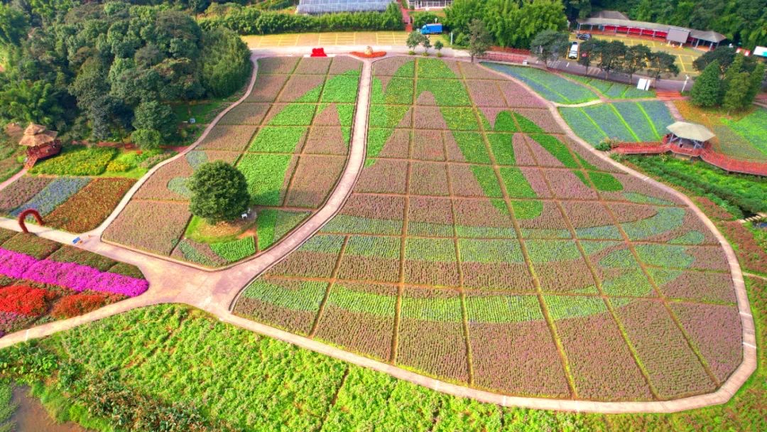 石门国家森林公园七彩花海