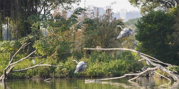  广州海珠湖上鹭鸟群飞扬清波