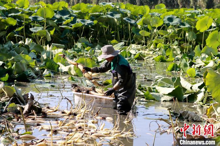 新疆博湖藕遇丰收季农户采摘忙