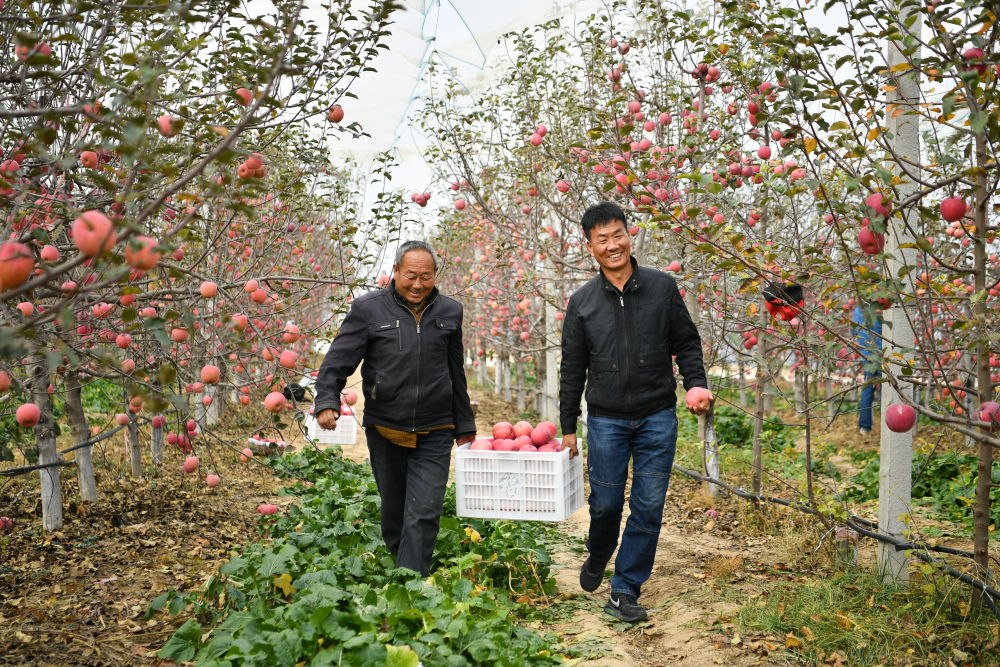 小苹果让老乡们生活越来越红火延安苹果产业发展观察