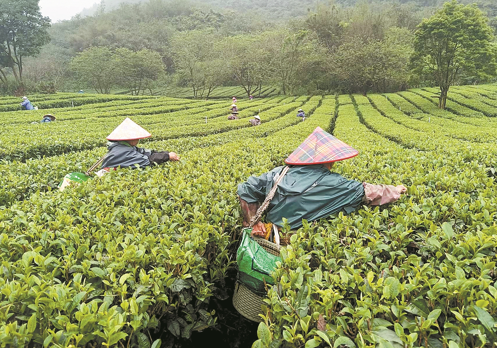 英德春茶全面开采今年产量预计比去年增20%以上