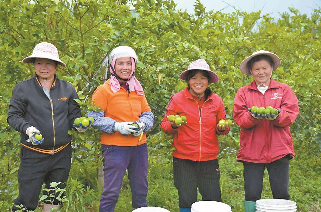 致富增收“金果果”广东春季特色时令水果陆续上市