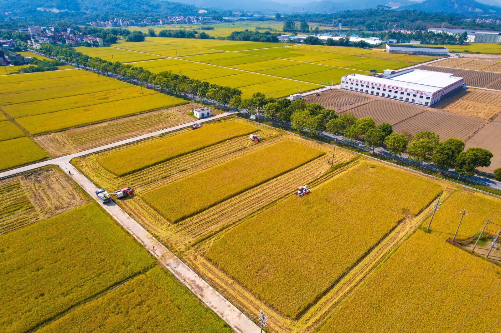 安排4.38亿元！广东建立全域土地综合整治财政激励奖补机制