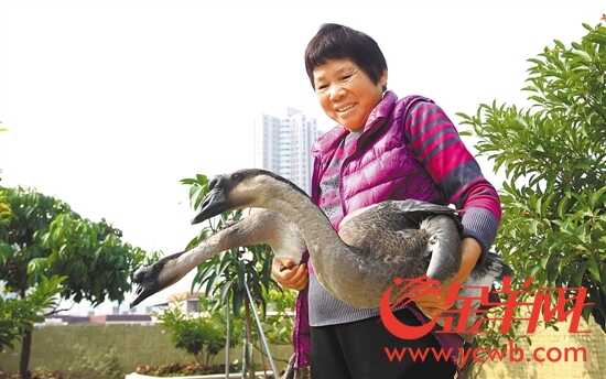 刘姨"藏鹅"过年