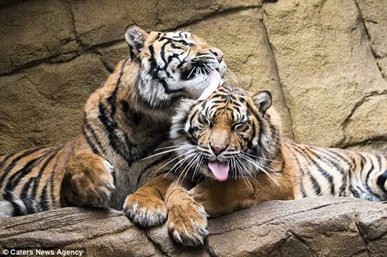 一山容二虎倫敦動物園裡相親相愛的虎兄弟