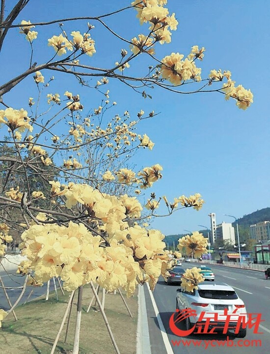 广州黄埔大道紫荆花"火力全开 春意盎然