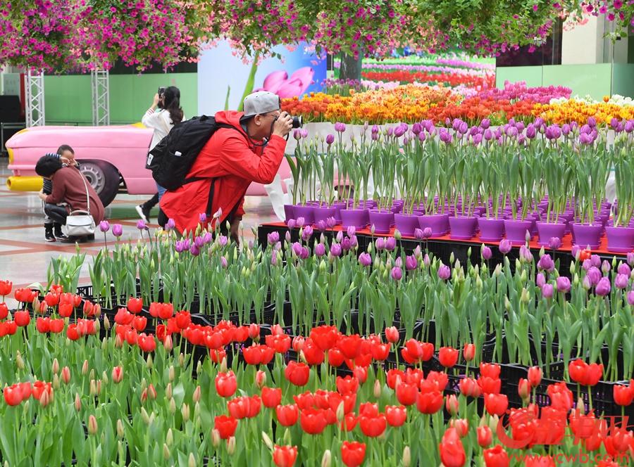 首届郁金香花博秀在百万葵园展出