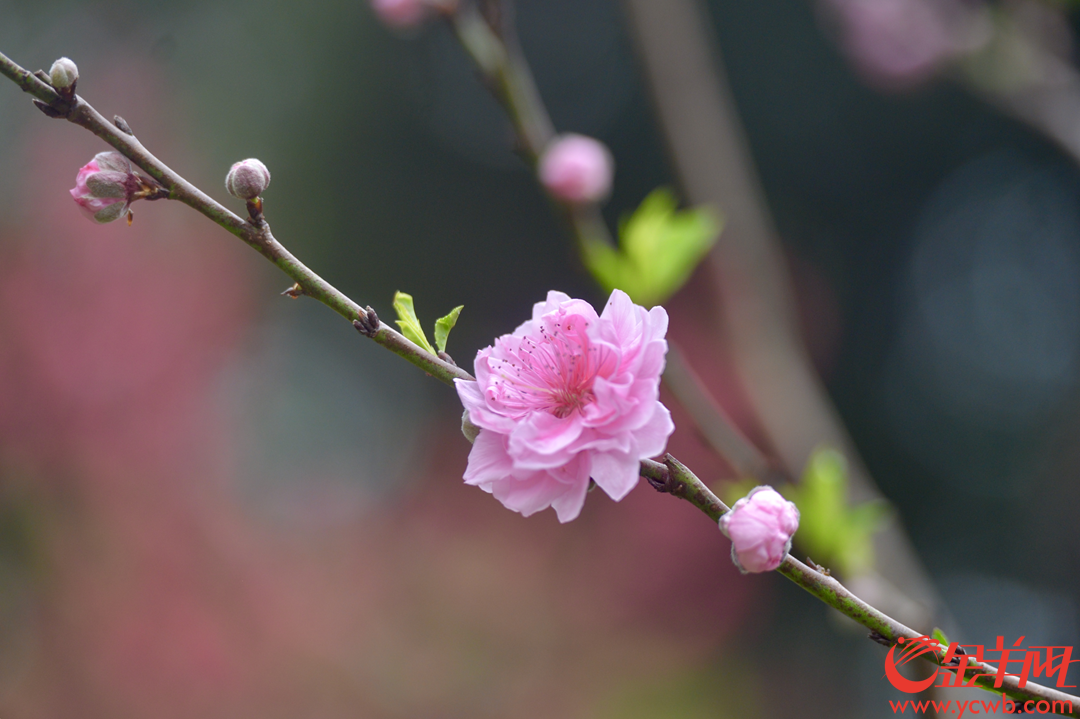 白雲山桃花澗內桃花初盛