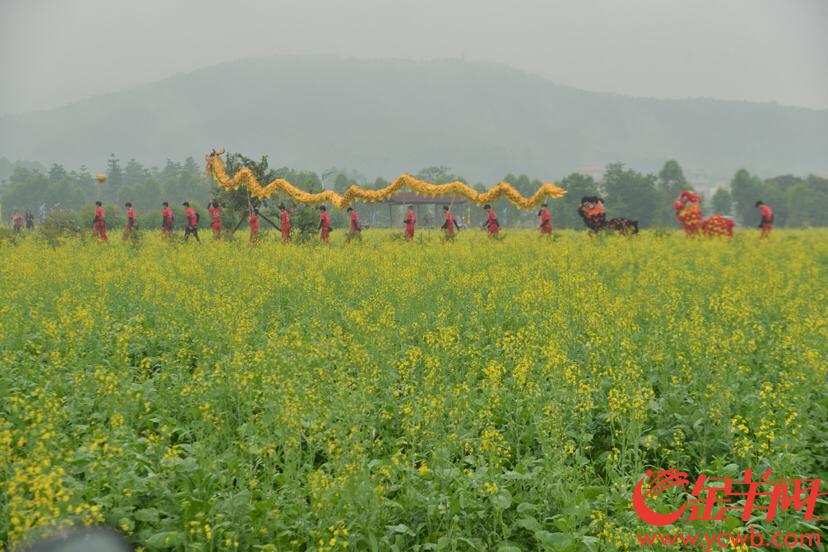 广州花都赤坭镇春耕节开耕啦田埂花海玩起来