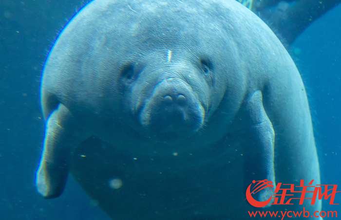 寶寶們快來圍觀看美人魚西非海牛如何過兒童節