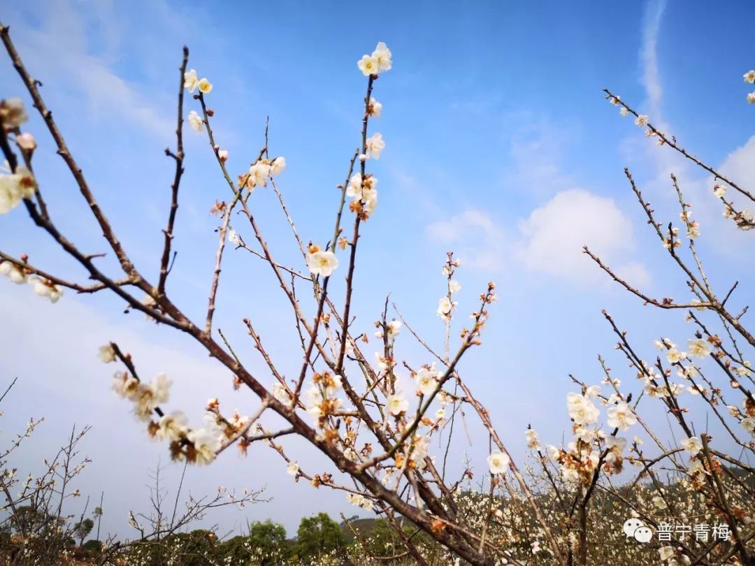 美景!千里寻花,普宁高埔镇龙堀梅花观赏区迎来大批游客!