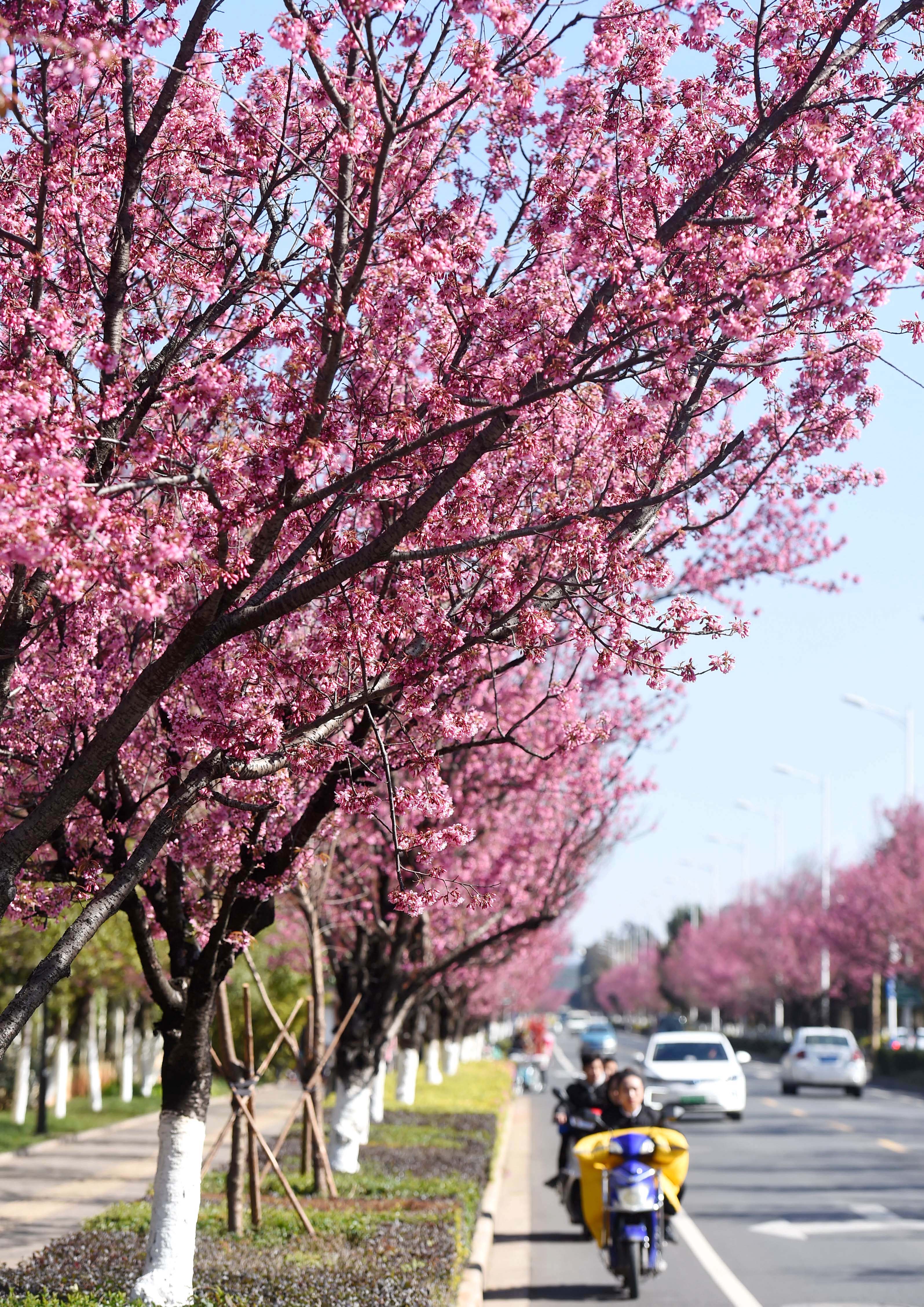 这是1月7日在昆明市红塔西路拍摄的盛开的冬樱花