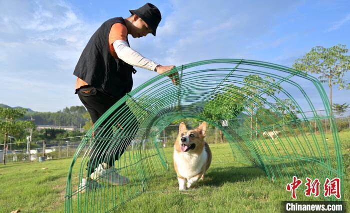 訓犬師正在進行訓練. 資料圖/俞靖 攝