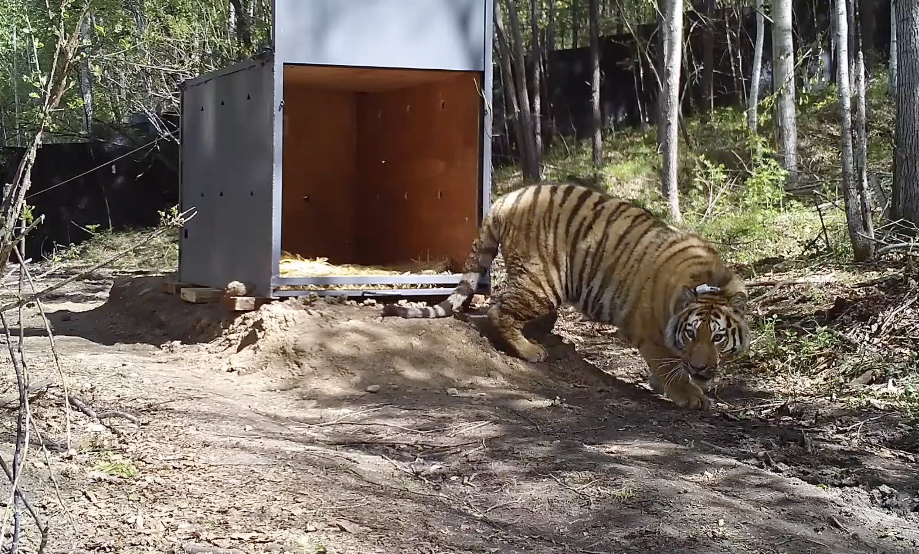 进村东北虎重回山林记