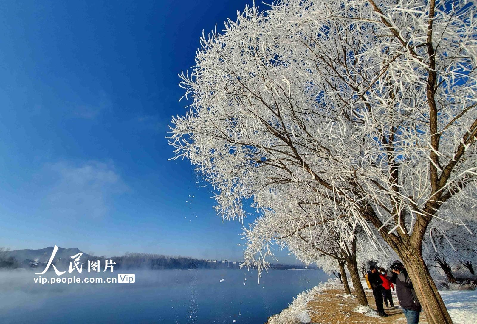 松花江岸现雾凇美景_金羊网新闻