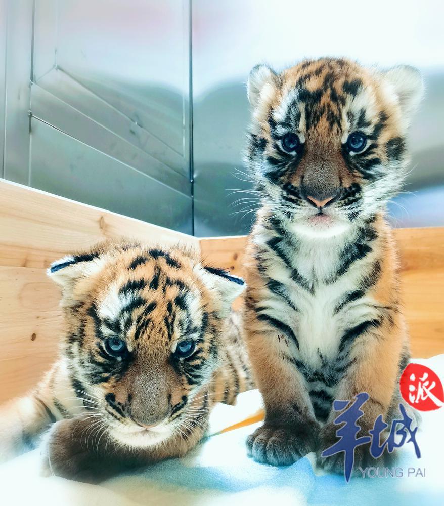 图片7：跨年夜诞生的华南虎双胞胎.jpg