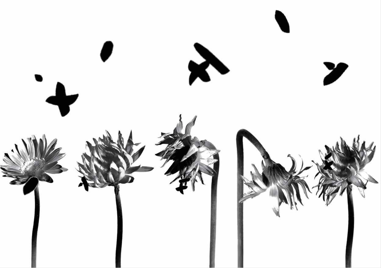 洪强Hung Keung 四时  影像 2020 时长不一.jpg