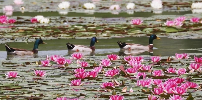  南京燕雀湖睡莲盛开美如画卷