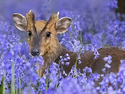  英国麋鹿徜徉紫色花海如童话场景