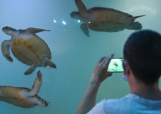  探访广东惠东海龟国家级自然保护区