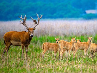  江苏东台：麋鹿“萌宝”成湿地新宠