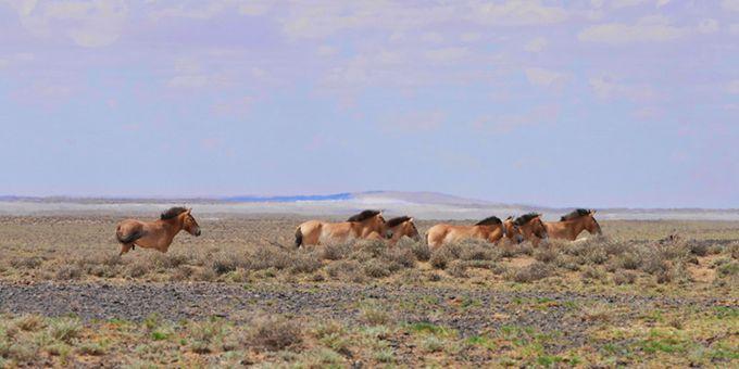  重返荒野 普氏野马在新疆卡拉麦里撒欢觅食