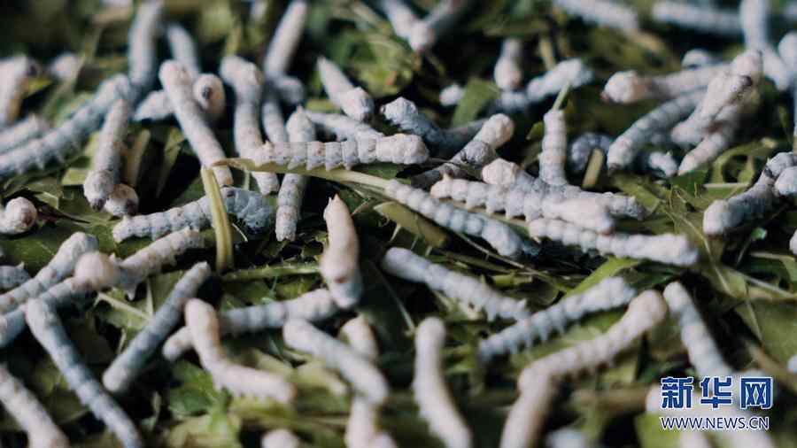 科技兴农蚕宝宝住进智慧小屋乡村振兴有桑机