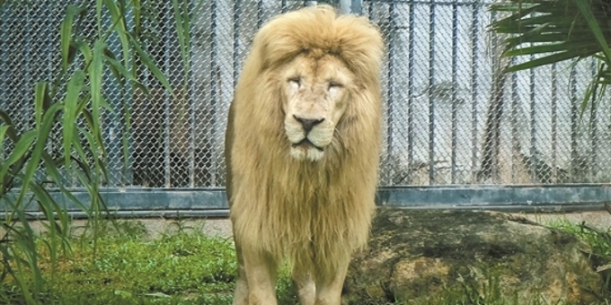  任性“发型狮”造型多变 广州动物园白狮“阿杭”爆红网络