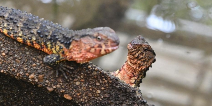  探访广东罗坑鳄蜥国家级自然保护区