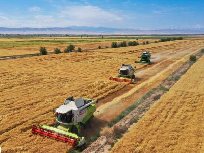 新疆呼图壁：小麦开镰收割