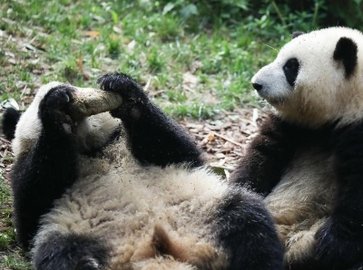  大熊猫龙凤胎姐弟“和花”“和叶”迎来两岁生日
