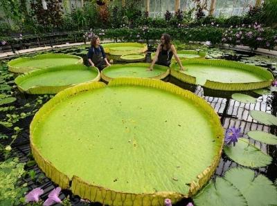  英国发现巨型睡莲新品种 叶面直径可达3米