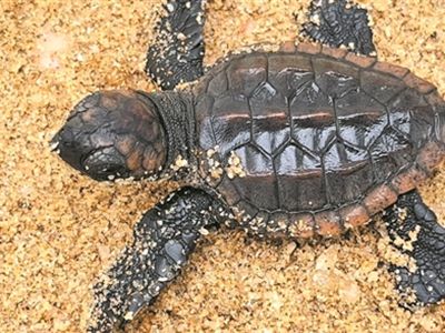 惠州成功孵化濒危物种红海龟