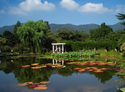 解锁现实版“莫奈后花园” 国家植物园睡莲盛放