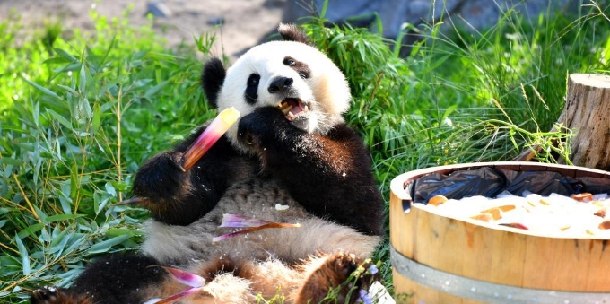  在德国出生的大熊猫双胞胎迎来3岁生日