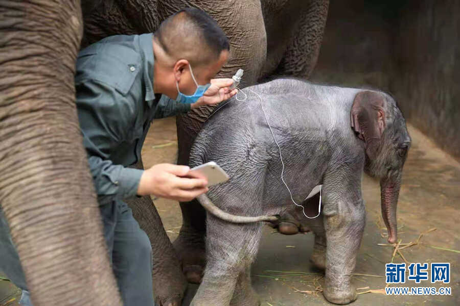 听大象医生讲开学第一课