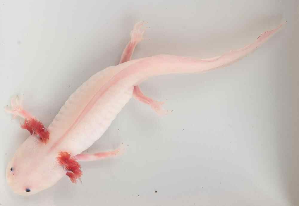 5 实验室中的蝾螈.jpg