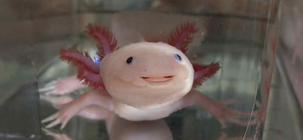 2 “萌物”蝾螈.jpg