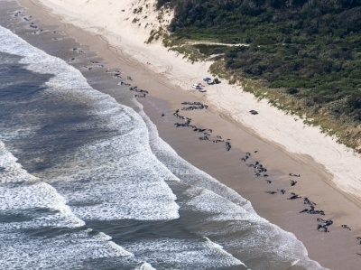  约230头鲸搁浅澳大利亚海滩 仅少数存活救援工作持续