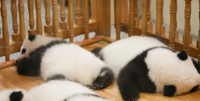  大熊猫繁育研究基地的慵懒午后 大熊猫宝宝变成“趴趴熊”