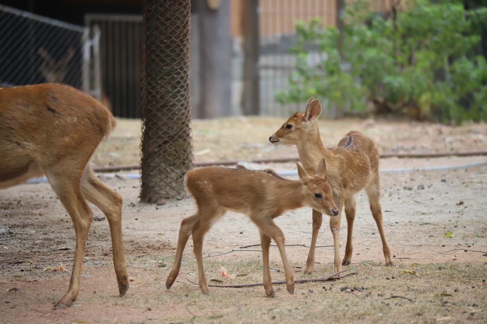 萌萌噠廣州動物園新添四頭海南坡鹿寶寶