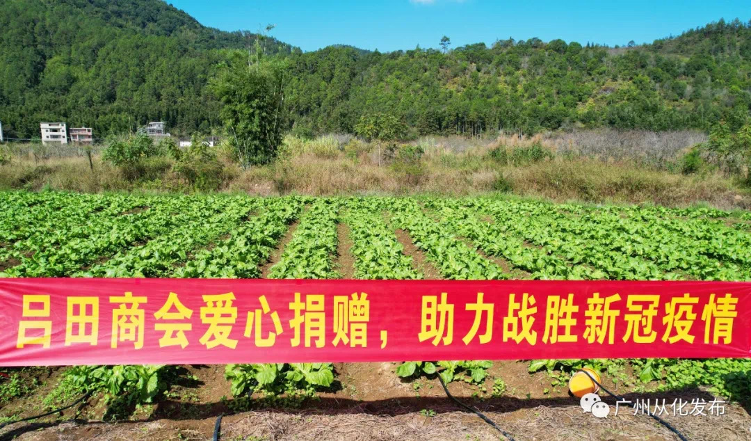 广州从化2万斤吕田大芥菜赠予封控区群众