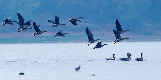  江西湖口：生态好 鸟儿至