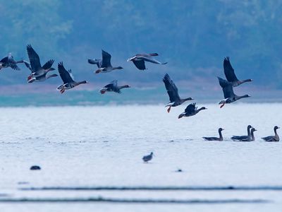  江西湖口：生态好 鸟儿至