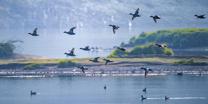  四川广安：渠江水生态持续改善 引来成群野鸭越冬