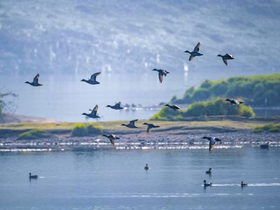  四川广安：渠江水生态持续改善 引来成群野鸭越冬