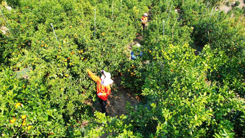 广州从化玫瑰柑上市不少市民游客到种植基地采摘