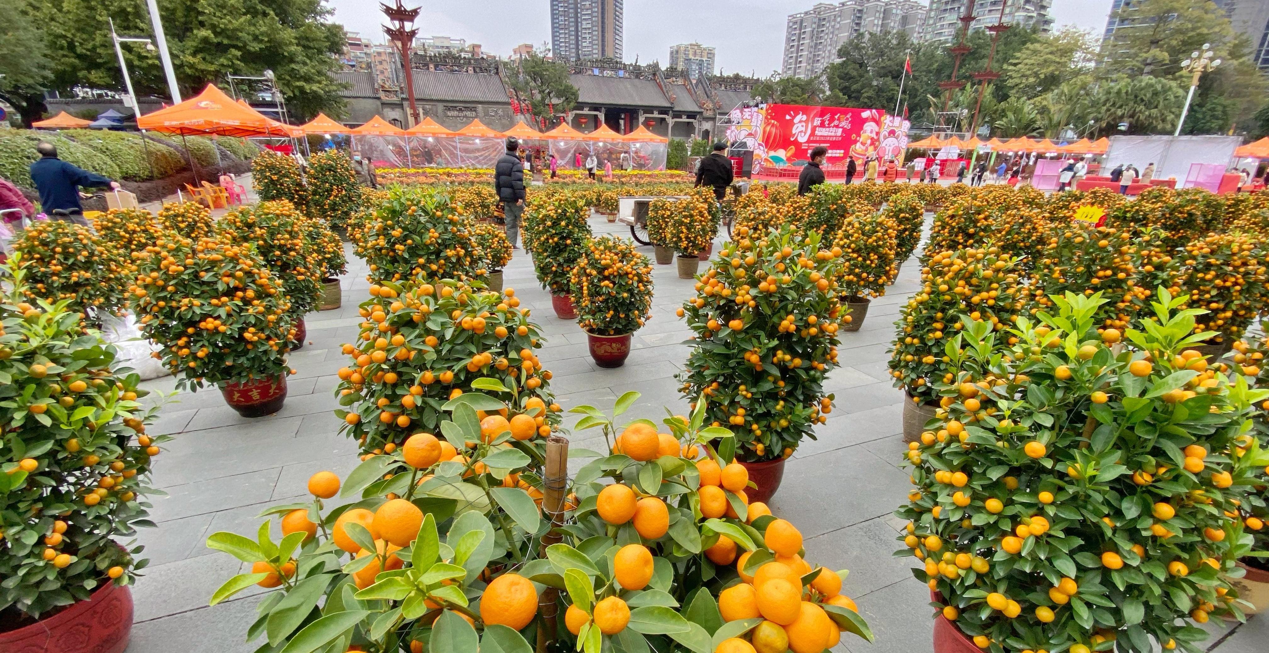  【图集】记者提前探：陈家祠广场的街区花市开始热闹了